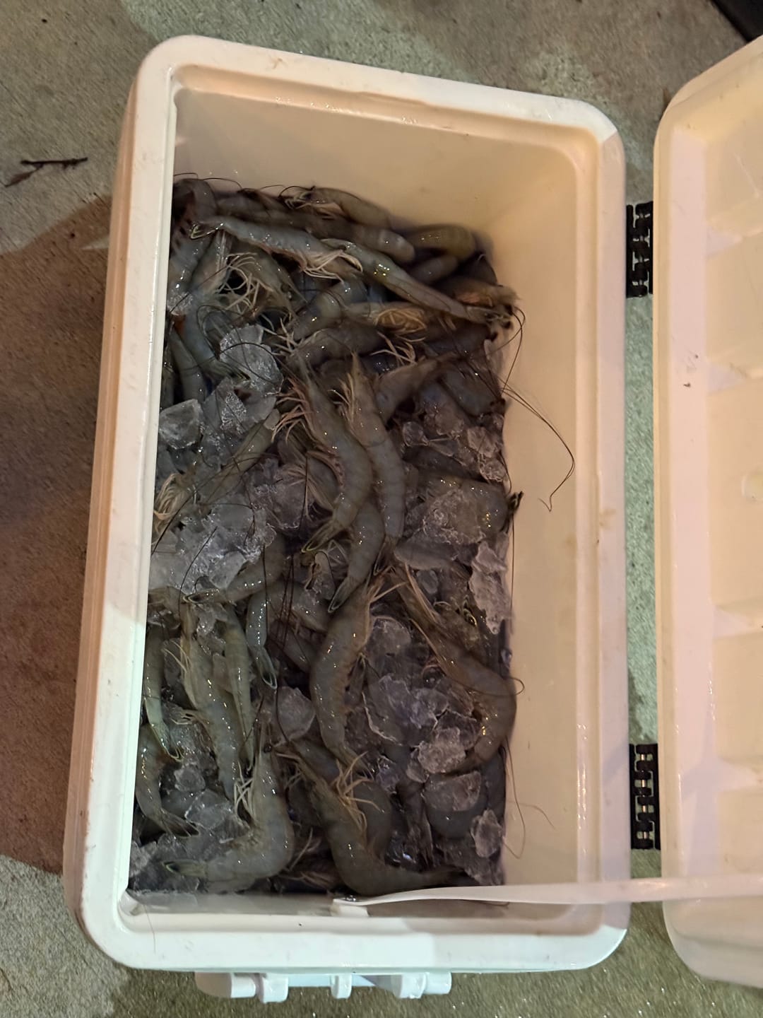 Customer photo review of Shrimp Cleaner