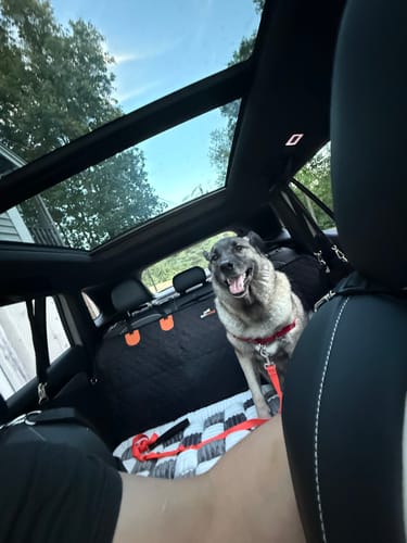 Customer photo review of RuffRover 2.0™ - Hard Bottom Dog Car Seat Protector + (FREE Dog Bed)