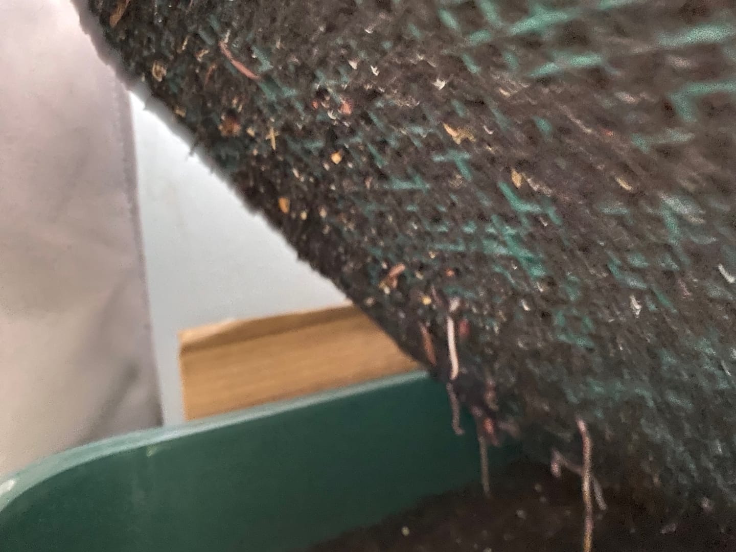 Customer photo review of Pure Red Wiggler Composting Worms