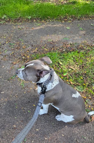 Customer photo review of 4cm Tweed Combat® Collar | With Handle & Rated Clip - Stone Grey