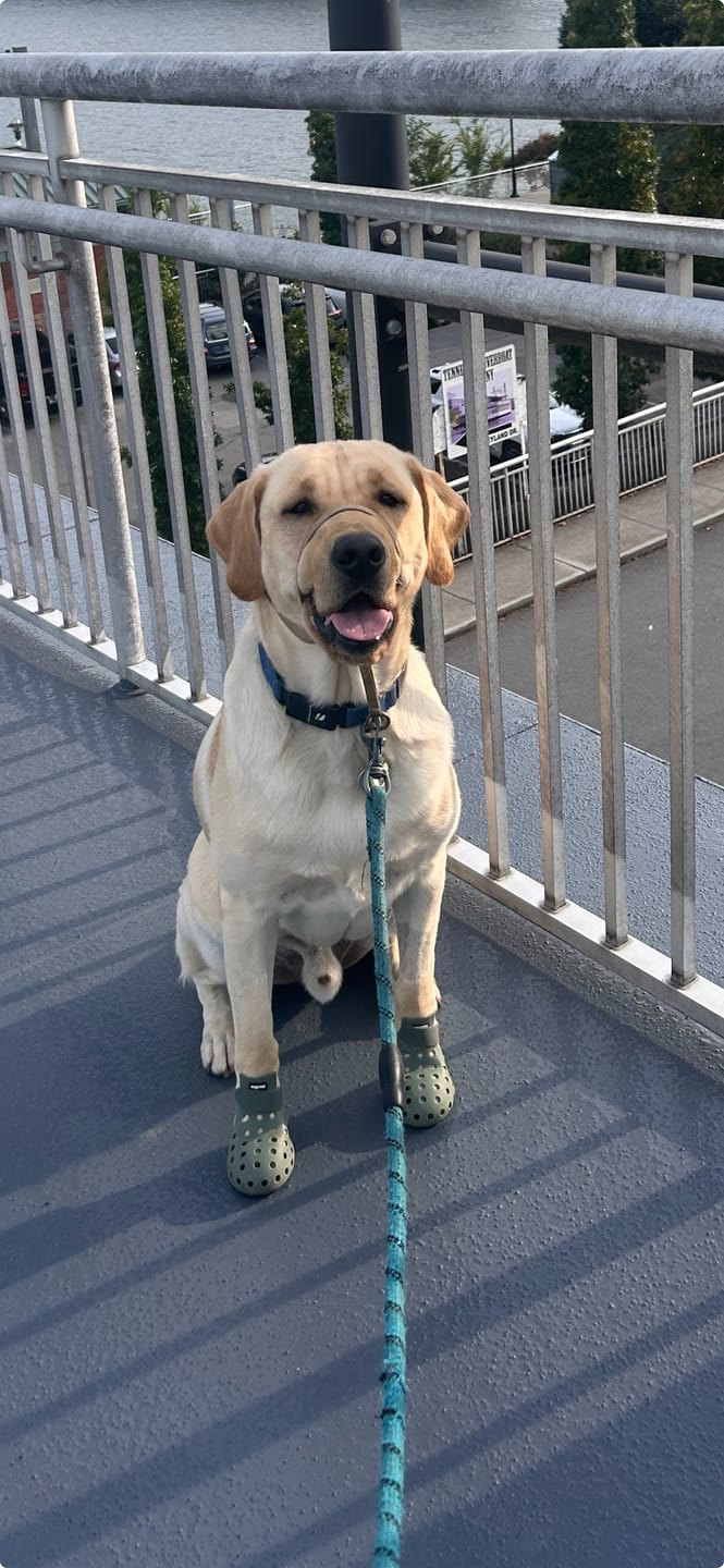 Customer photo review of WagWellie® Mojave Single