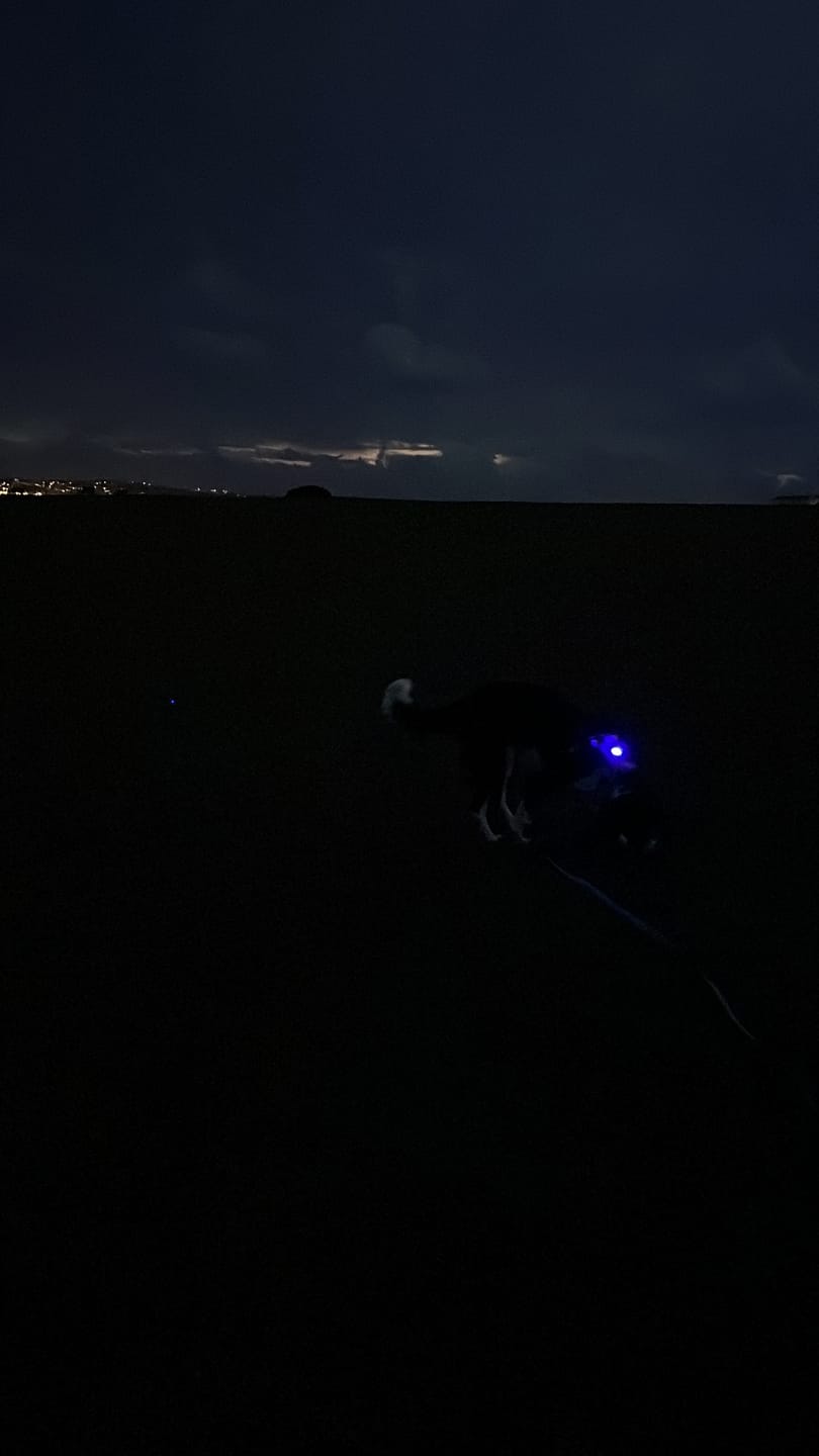Customer photo review of TrekBright® Dog Safety Light