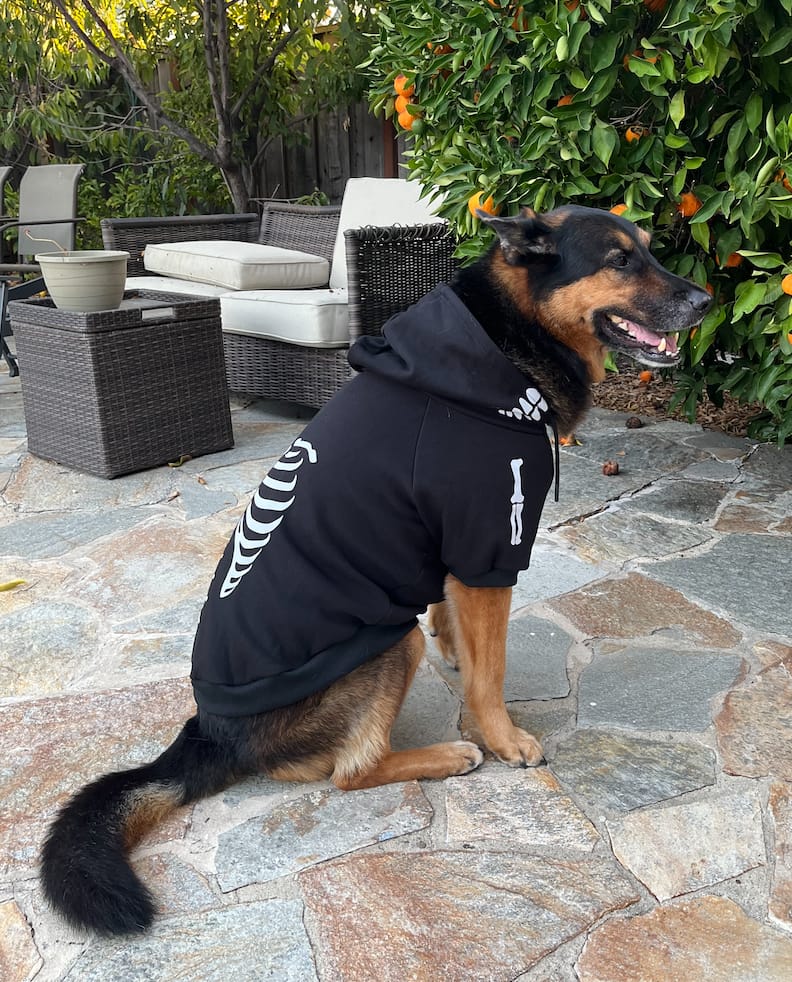 Customer photo review of Halloween Dog Hoodie - Reflective Skeleton