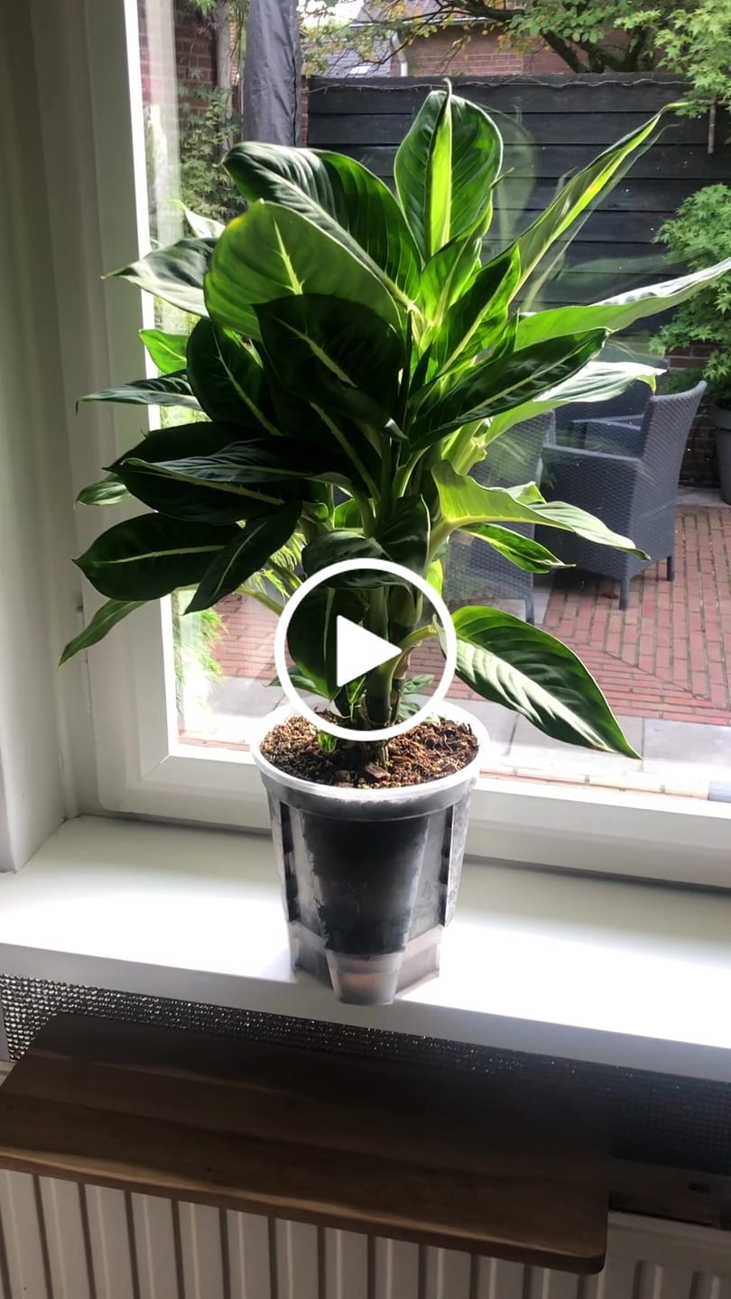 Customer video review of Clear Self-Watering Plant Pots