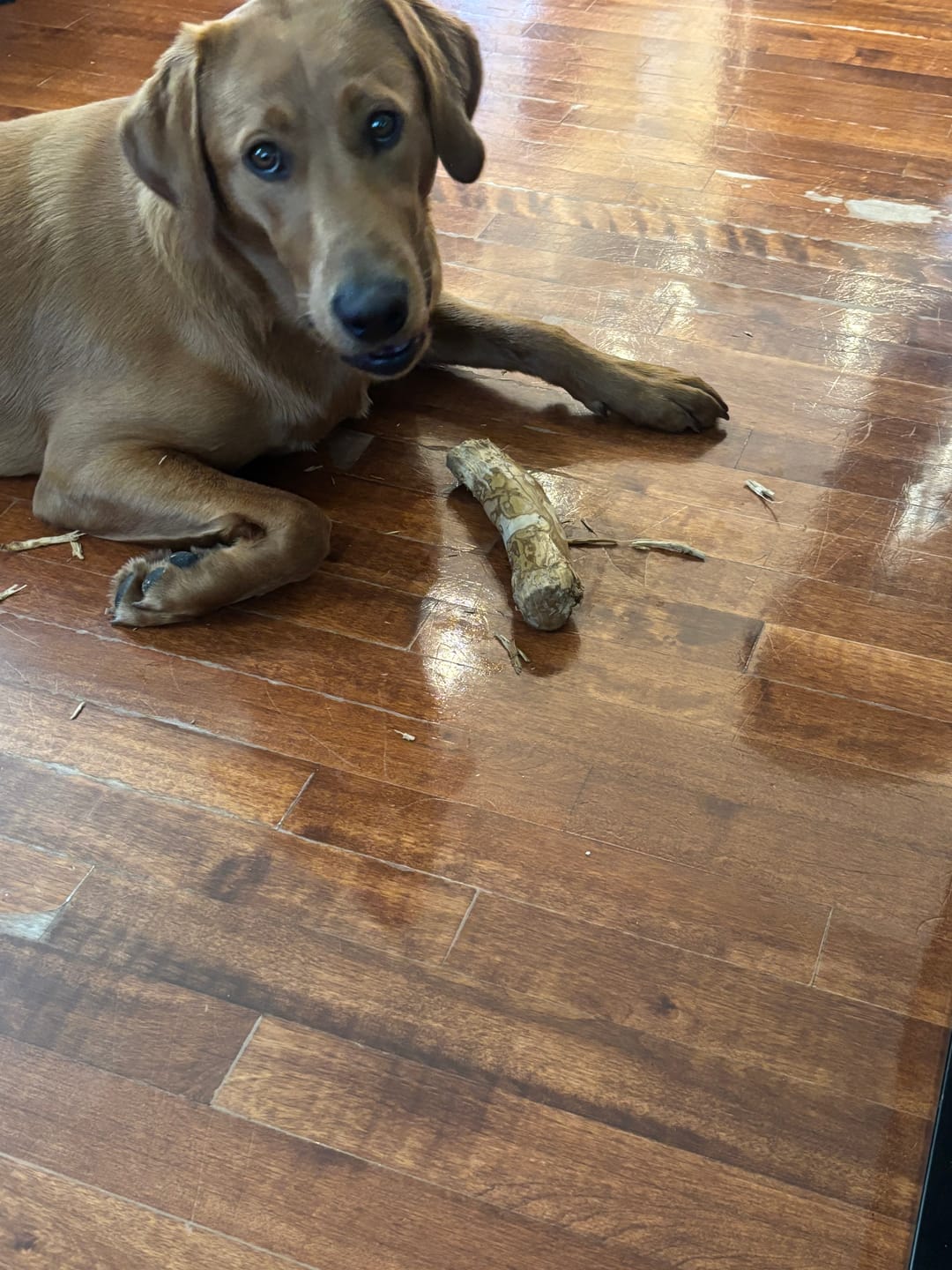 Customer photo review of Livora - Os à mâcher en bois de café pour chien