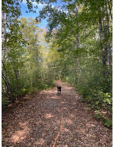 Customer photo review of Biothane Long Line with Detachable Handle