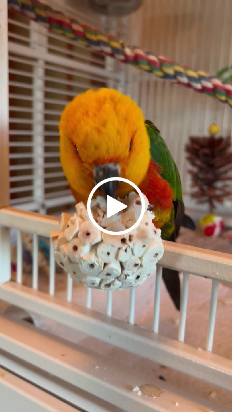 Customer video review of 3.25" Sola Atta Ball