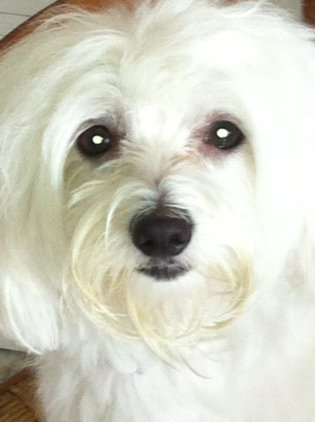 Customer photo review of Can Di Stelle | Biscotto Per Cani