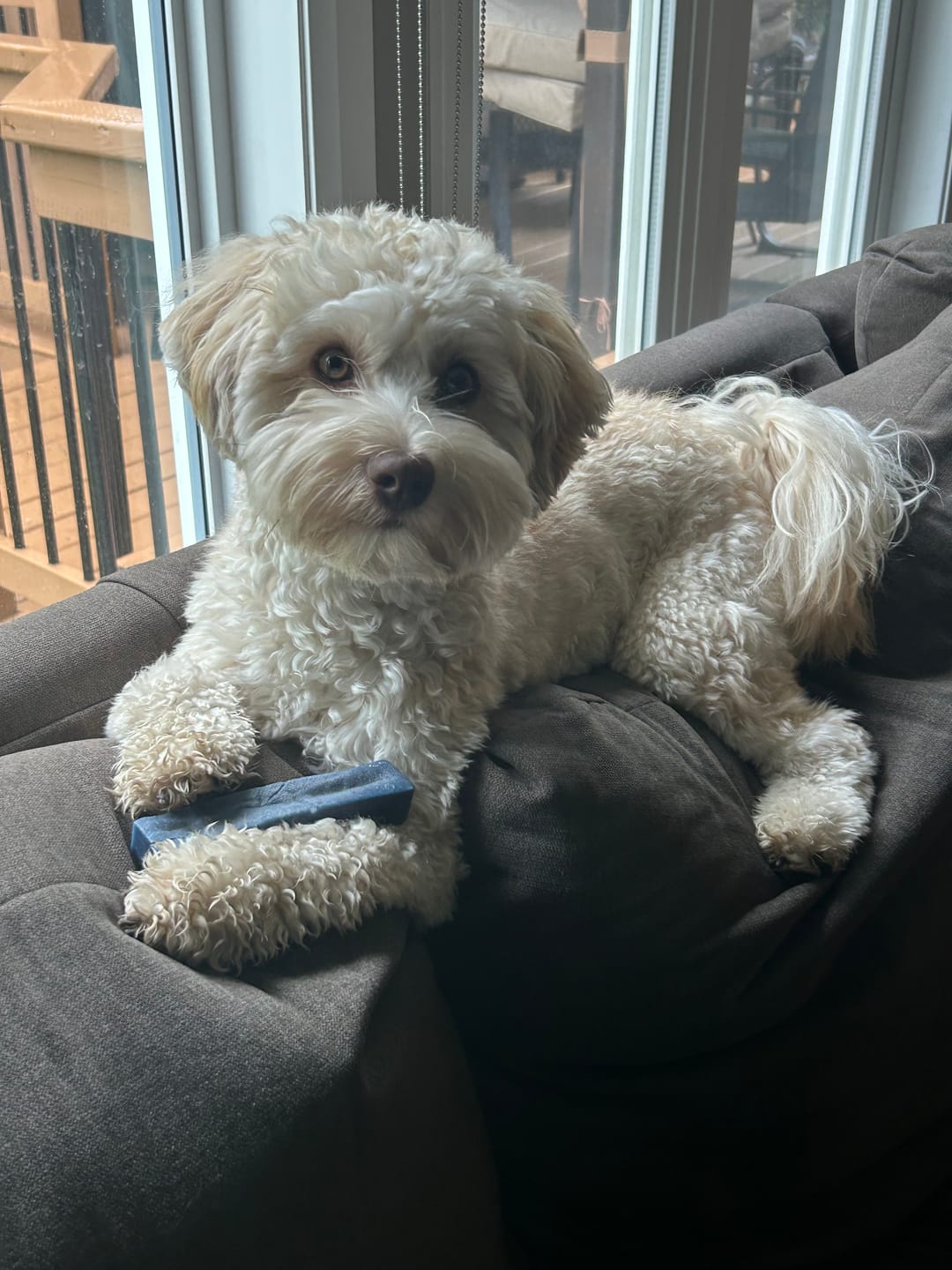 Customer photo review of Blueberry Himalayan Yak Chew (MEDIUM)