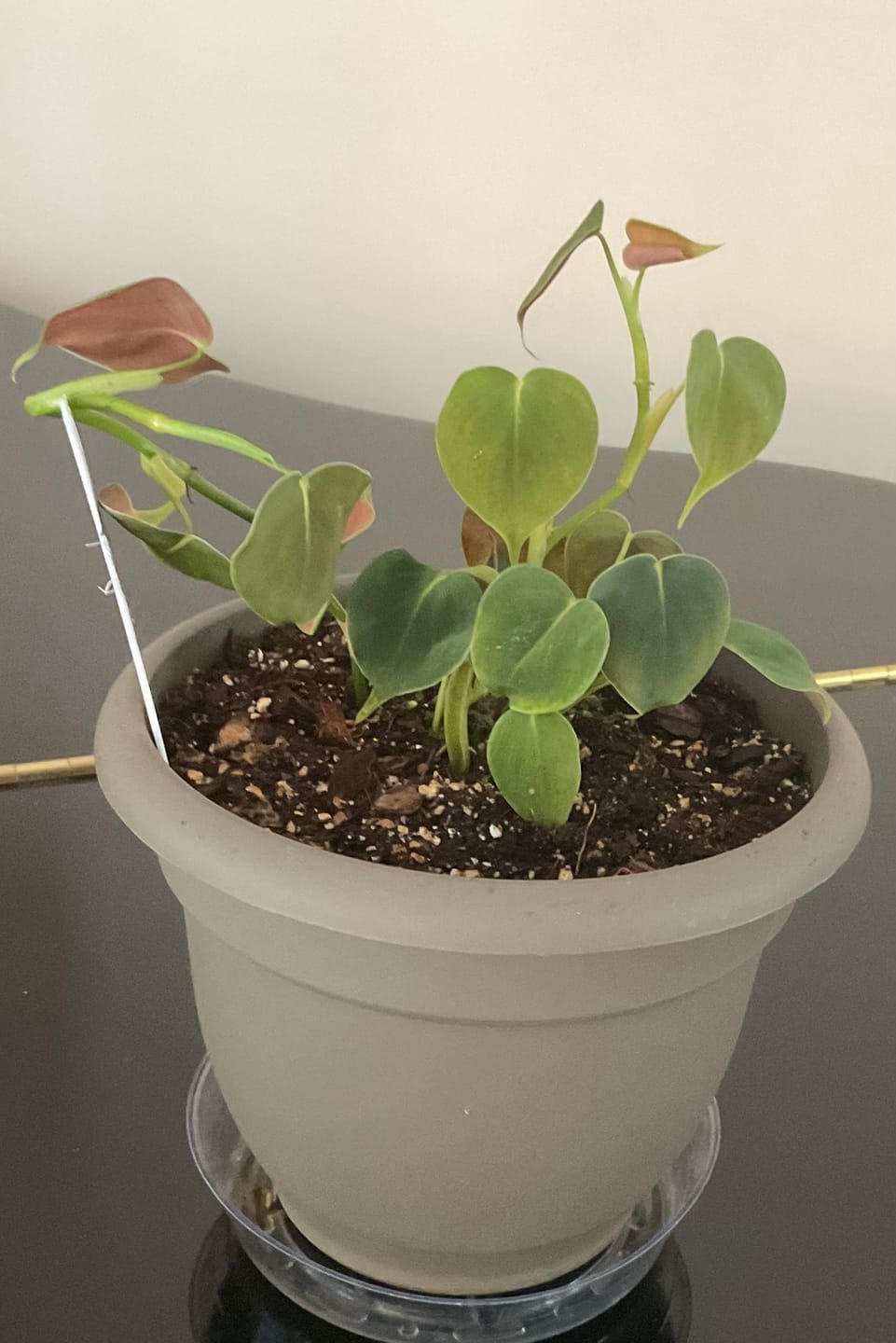 Customer photo review of Philodendron lupinum