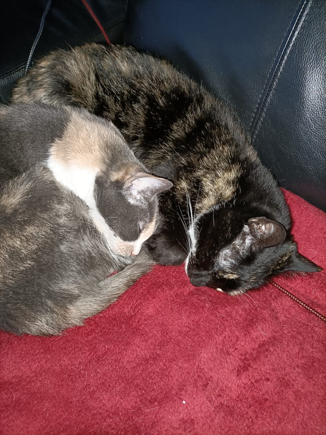 Customer photo review of Grain Free Cat Adult