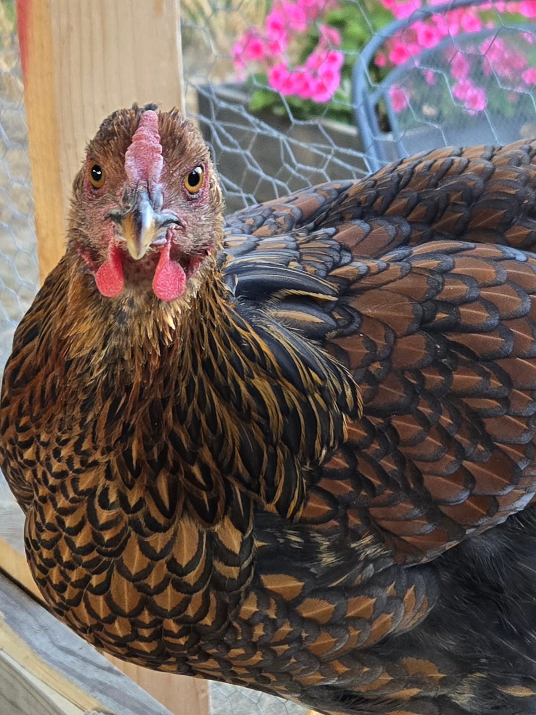 Customer photo review of GrubTerra Coop Refresher!!!