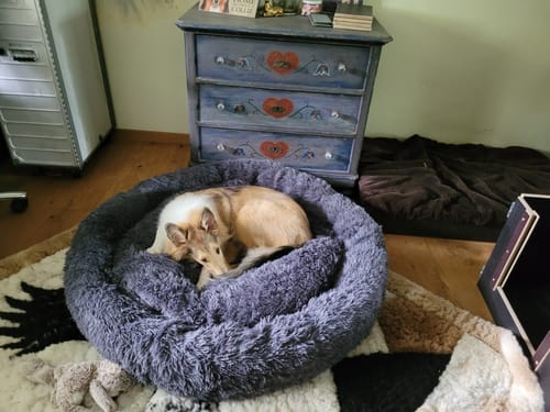 Customer photo review of Hundebett Fluffy Plus - Das Original