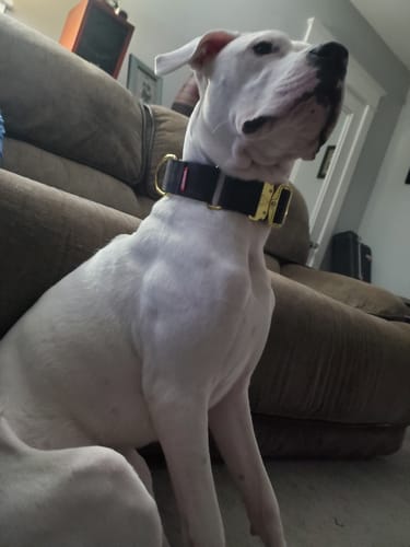 Customer photo review of 2" Luxe Martingale Dog Collar - Gold Camo