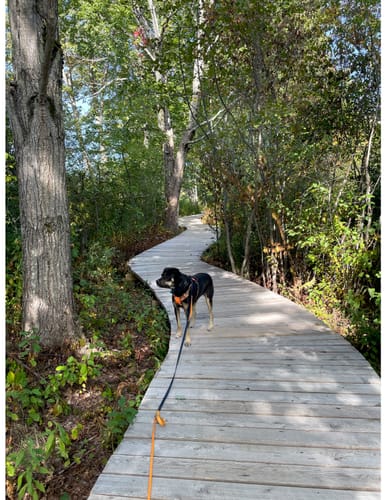 Customer photo review of Biothane Long Line with Detachable Handle