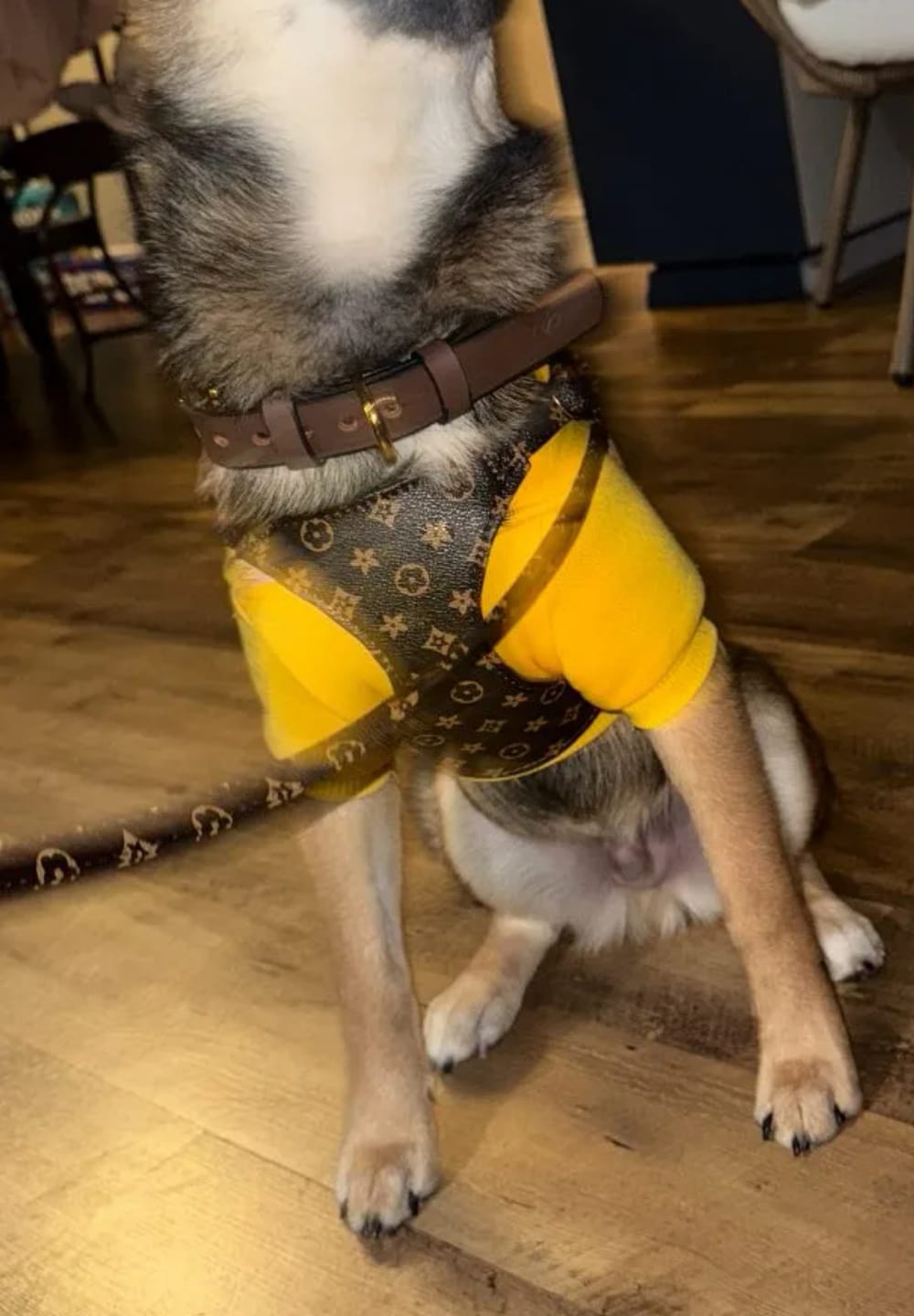 Customer photo review of Hilla Harness & Leash set