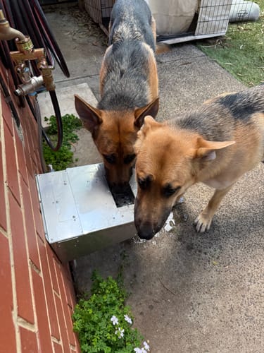 Customer photo review of Pet Rehydration Station Lids