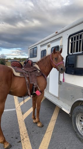 Customer photo review of CHOCOLATE INTRO SMOKESHOW SADDLE