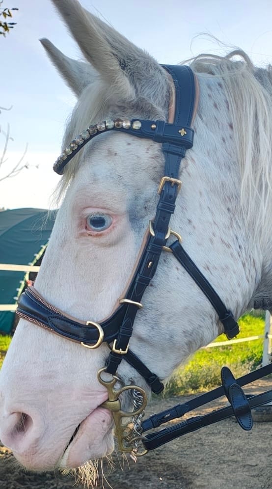 Customer photo review of Spiritandhiscrew X MASEGO bit to bitless Multi bridle