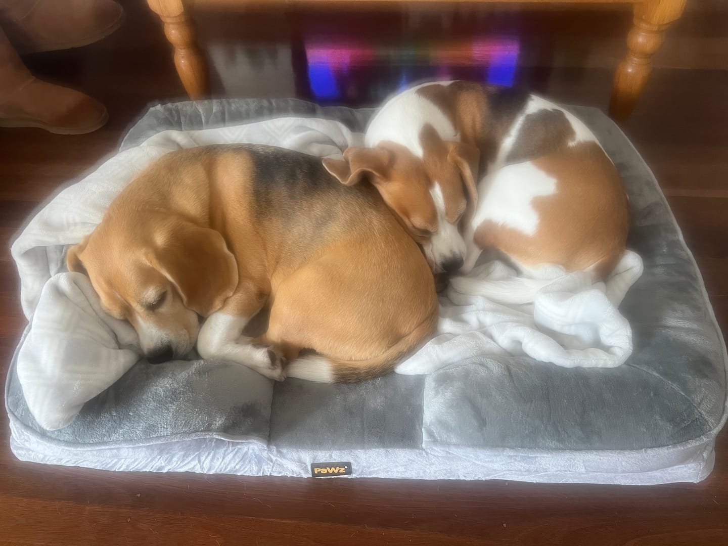Customer photo review of Memory Foam Pet Sofa Bed