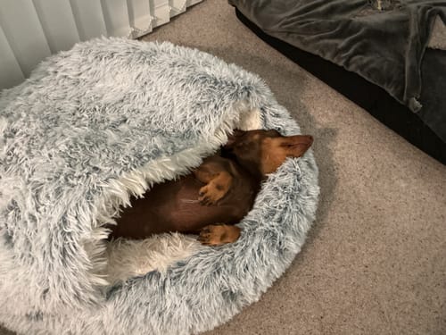 Customer photo review of Burrow Buddy™ - Pet Bed