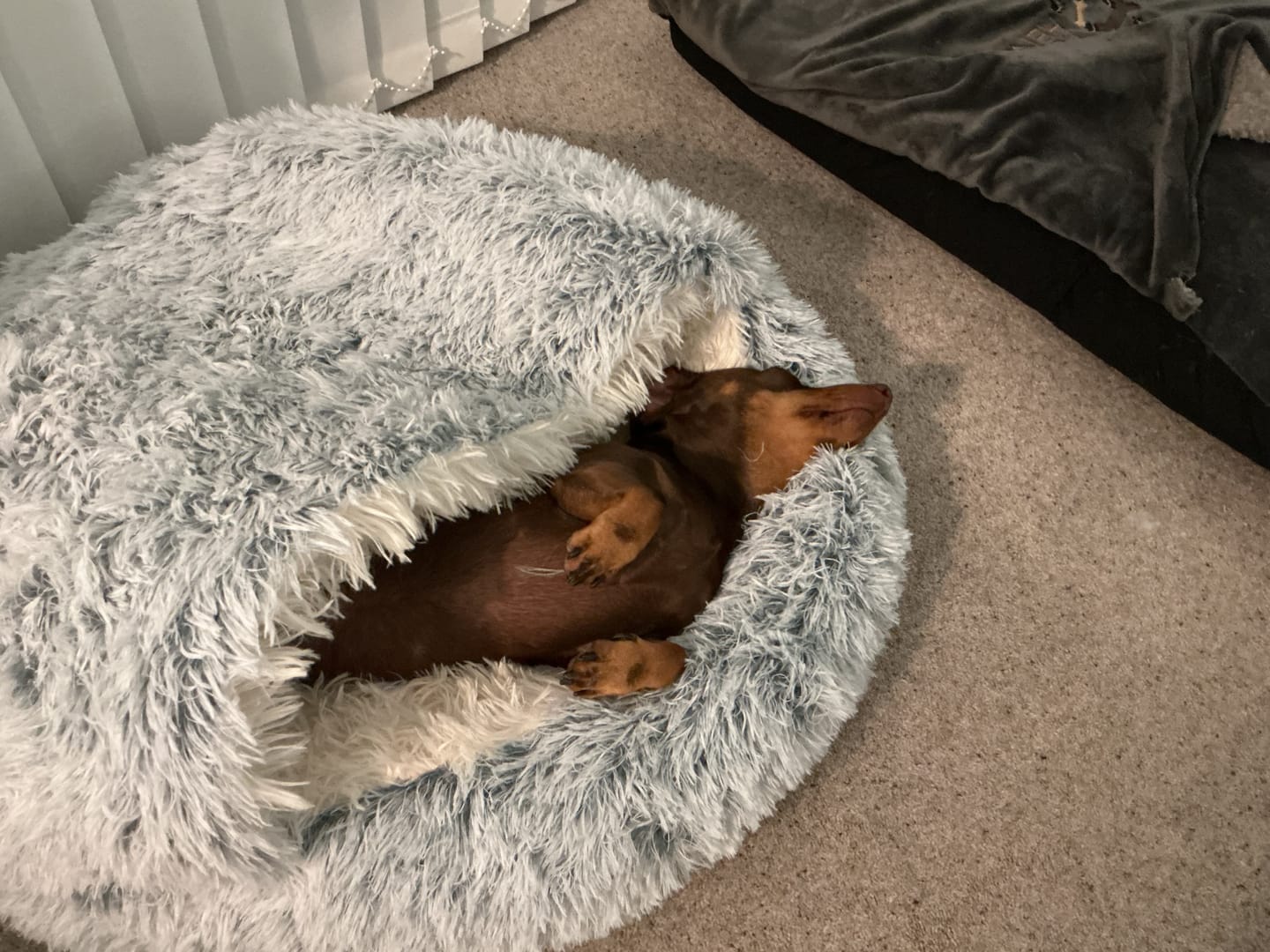Customer photo review of Burrow Buddy™ - Pet Bed