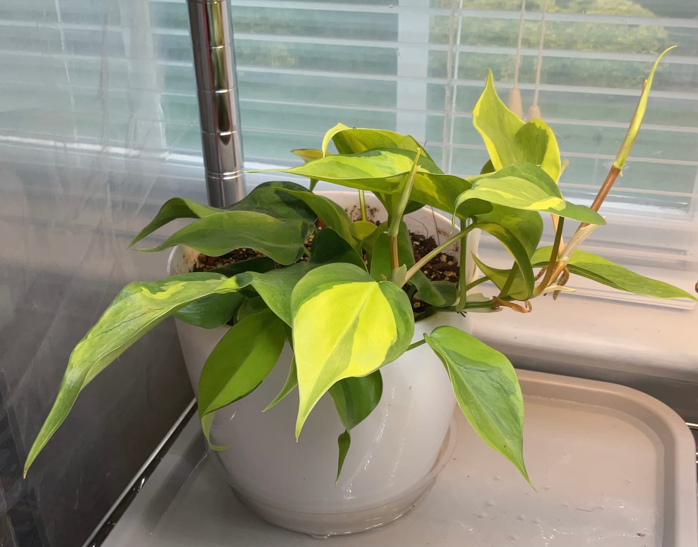 Customer photo review of Philodendron hederaceum 'Carnival'