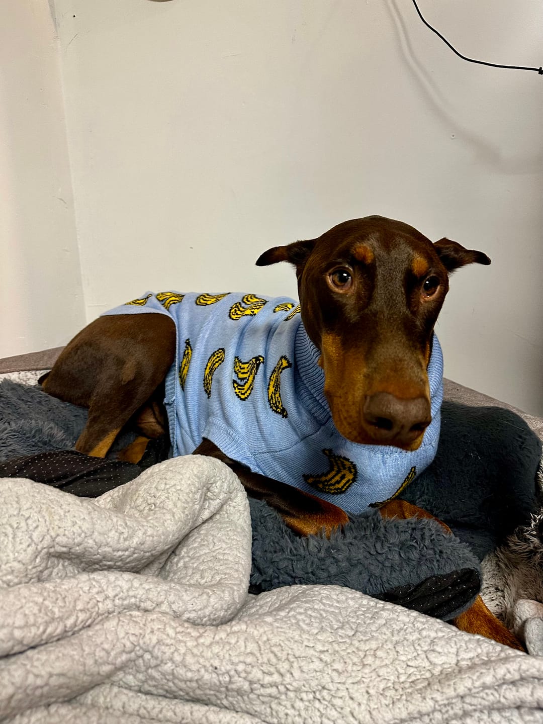 Customer photo review of Banana Knit Dog Sweater