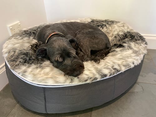 Customer photo review of Your Dream Dog Bed