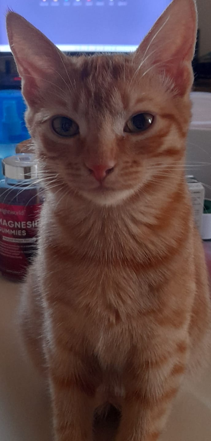 Customer photo review of Multipack d'effilés (Chat stérilisé et Chat adulte)