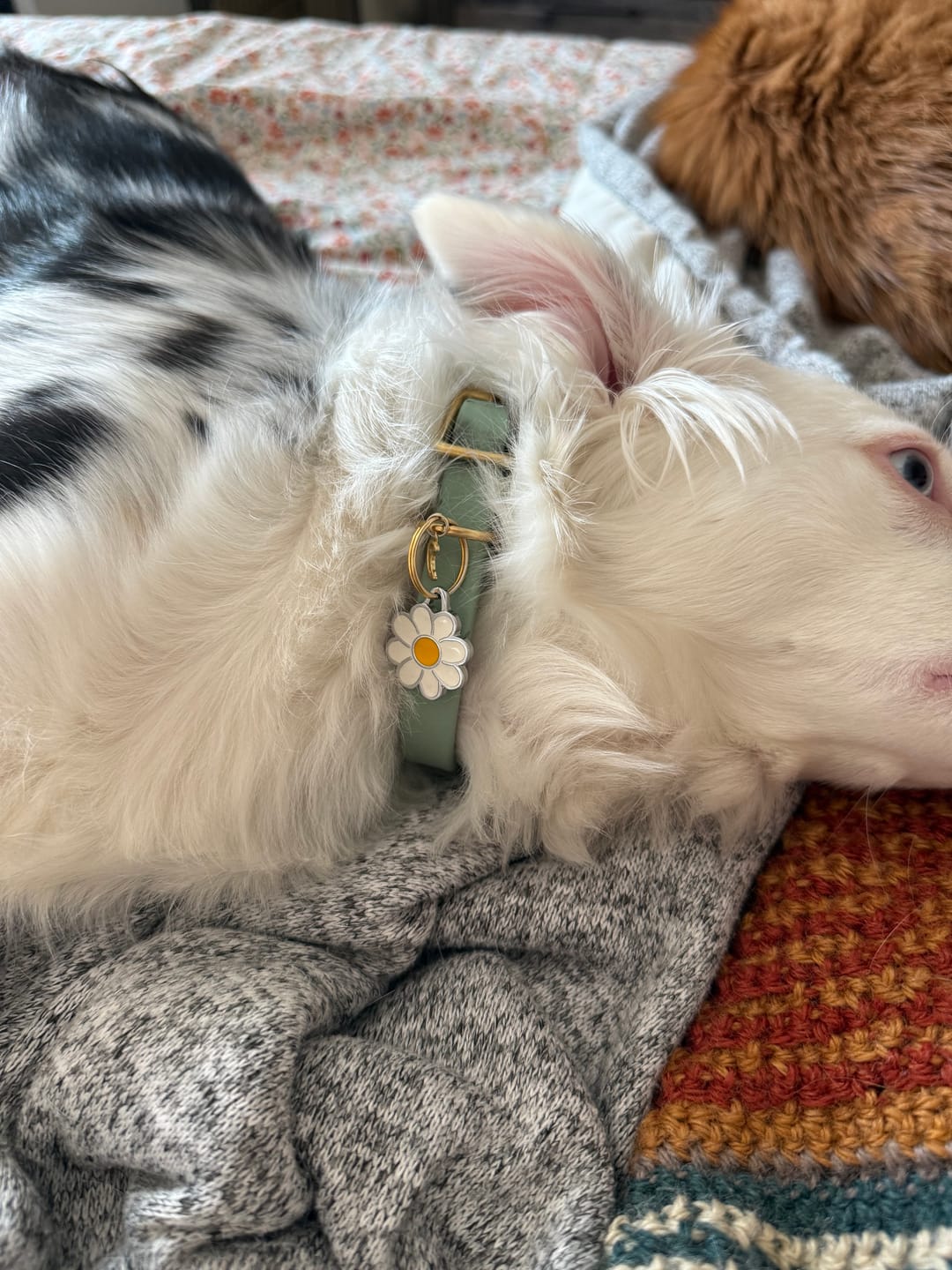 Customer photo review of Sage - Classic Biothane Dog Collar