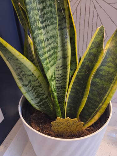 Customer photo review of Fungus Gnat Death Drops