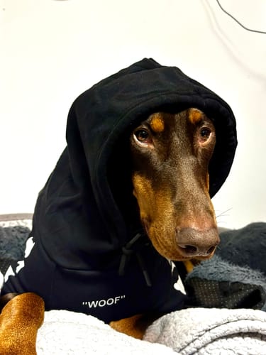 Customer photo review of "WOOF" Dog Hoodie - Black & Reflective