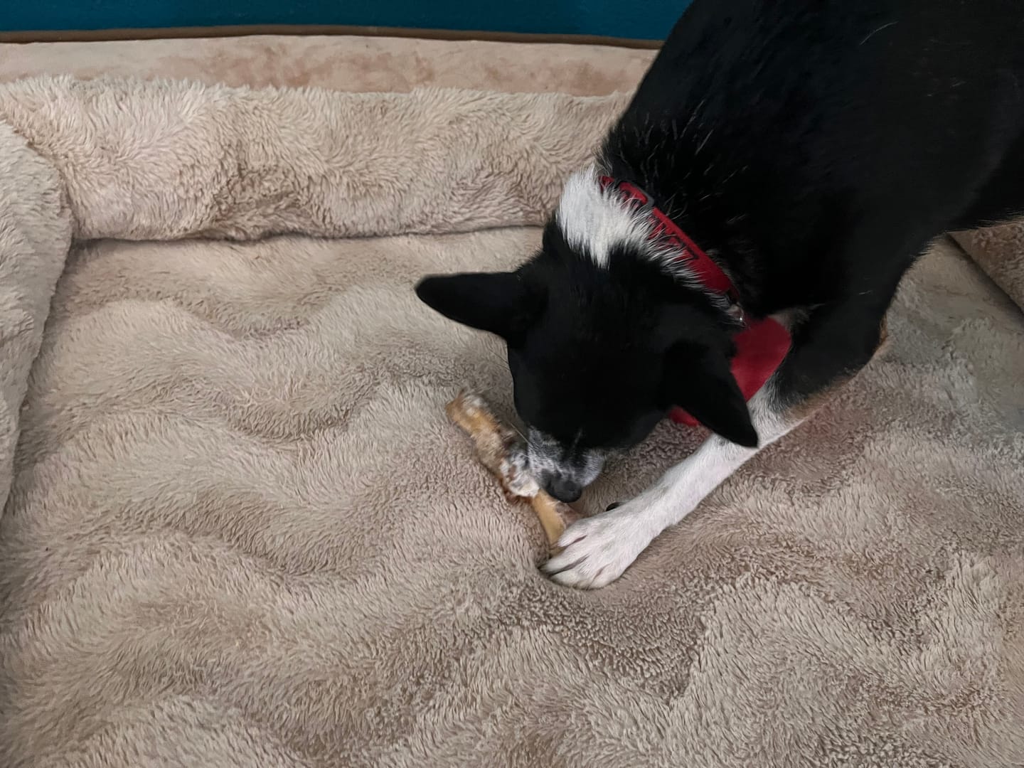 Customer photo review of Power Chewer Trial Pack – Built for the Toughest Chewers!