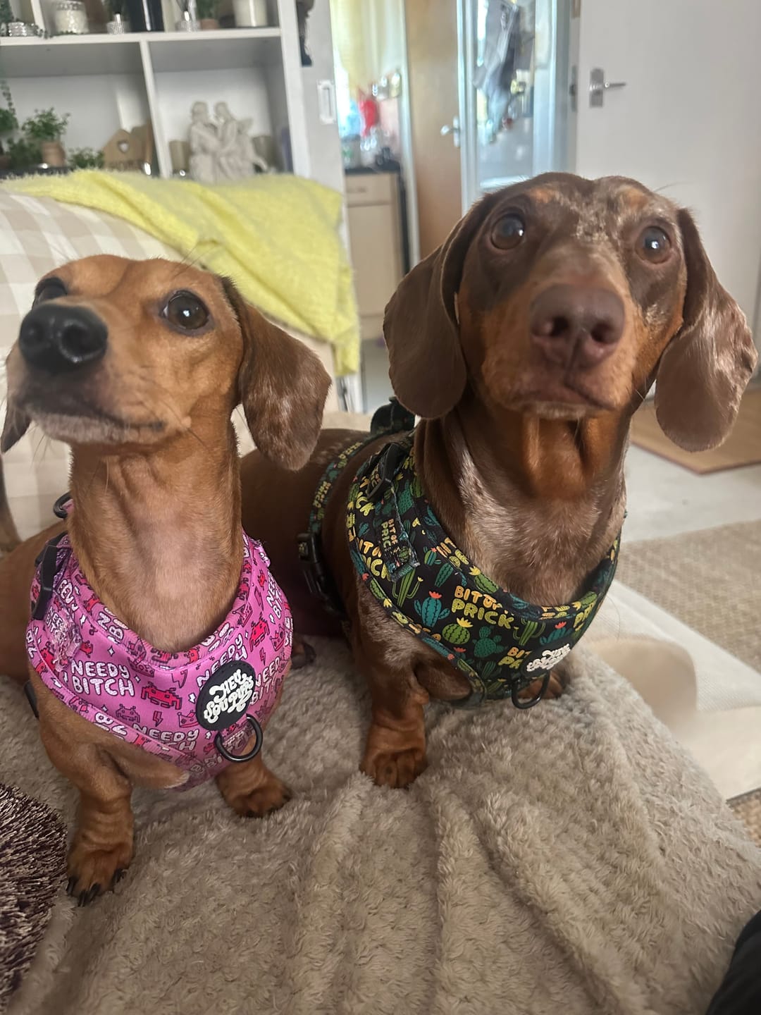 Customer photo review of Needy bitch harness