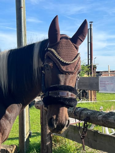 Customer photo review of Gold Edition - Harmony Bridle - gebisslose Zäumung