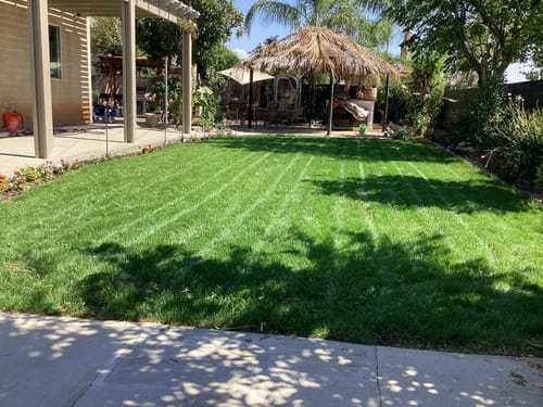 Customer photo review of GCI Turf Cool Blue Grass Seed