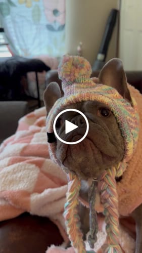 Customer video review of Knit Pom Pom Dog Beanie Hat - Pastel Icing