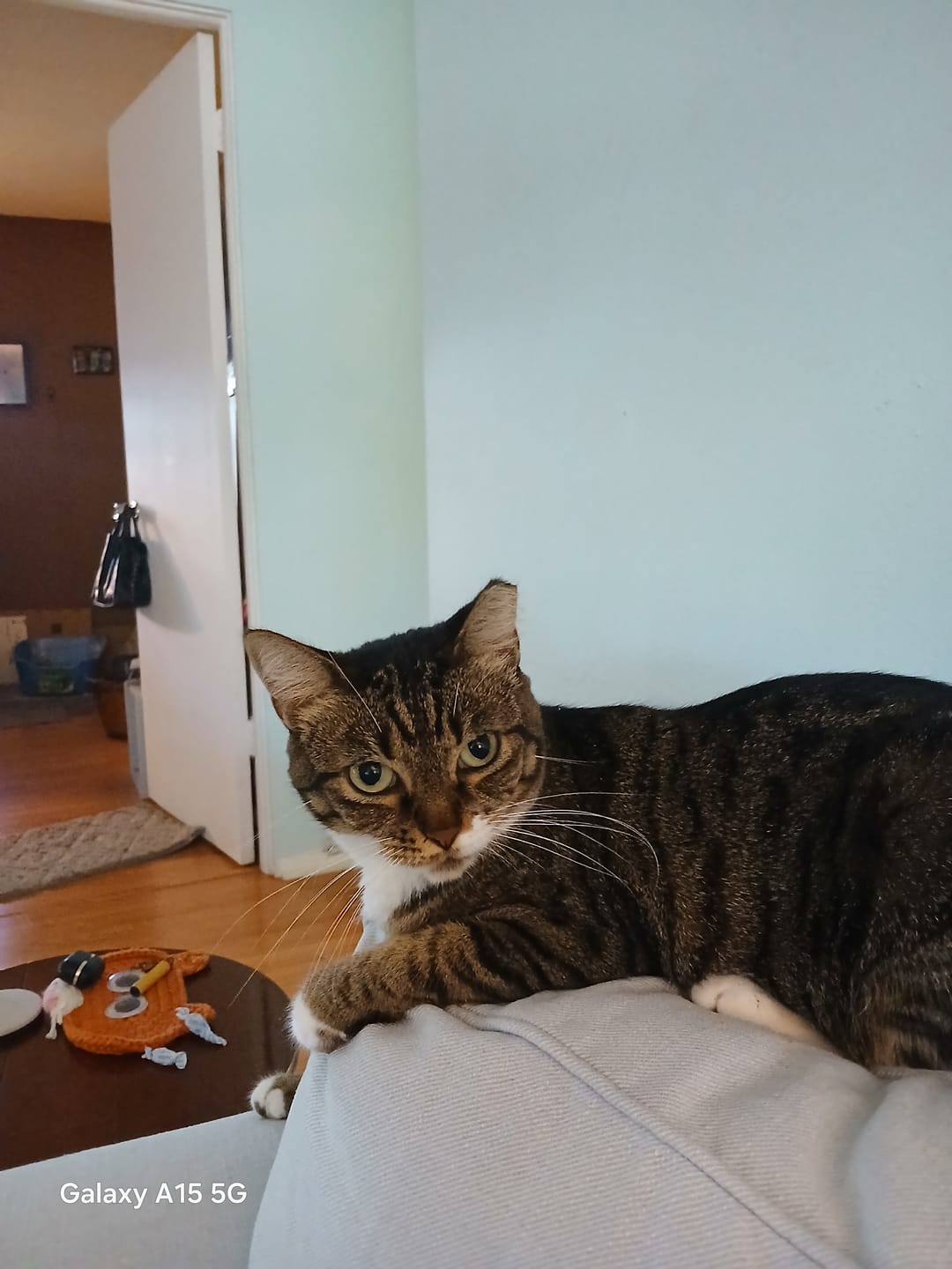 Customer photo review of Cat Itchy Skin & Healthy Coat Remedy