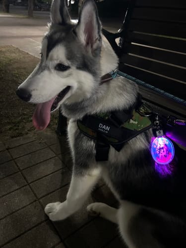 Customer photo review of FunFunPet 高機能ハーネス（お名前タグ作成サービス付き）