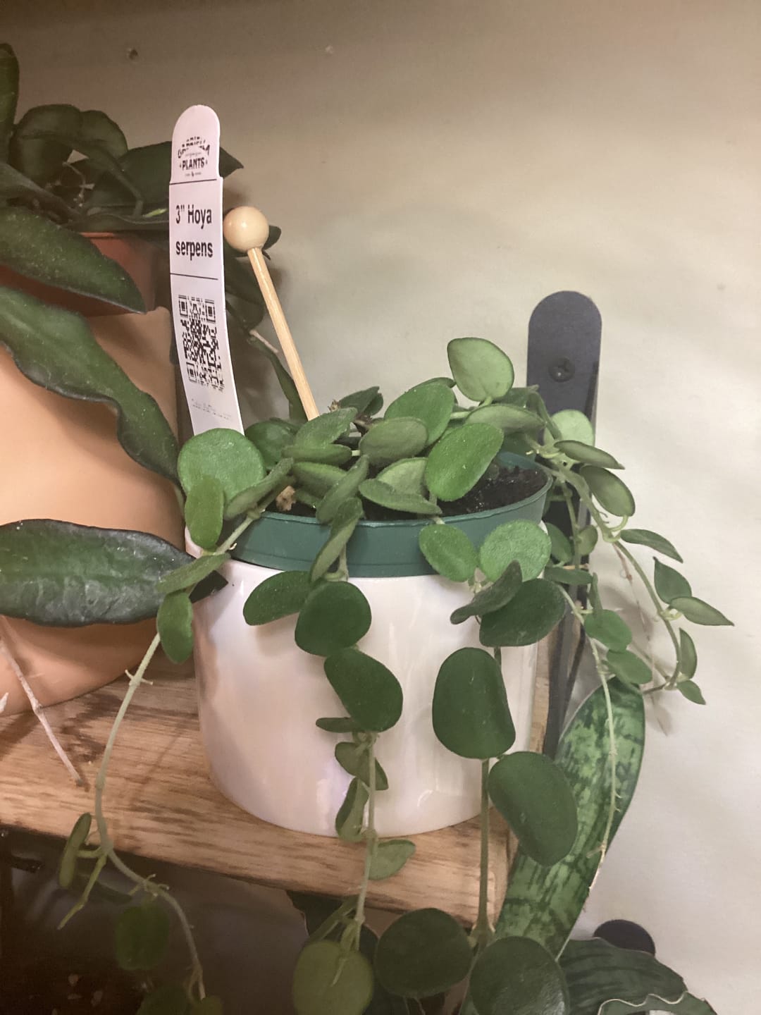 Customer photo review of Hoya serpens