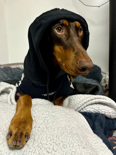 Customer photo review of "WOOF" Dog Hoodie - Black & Reflective