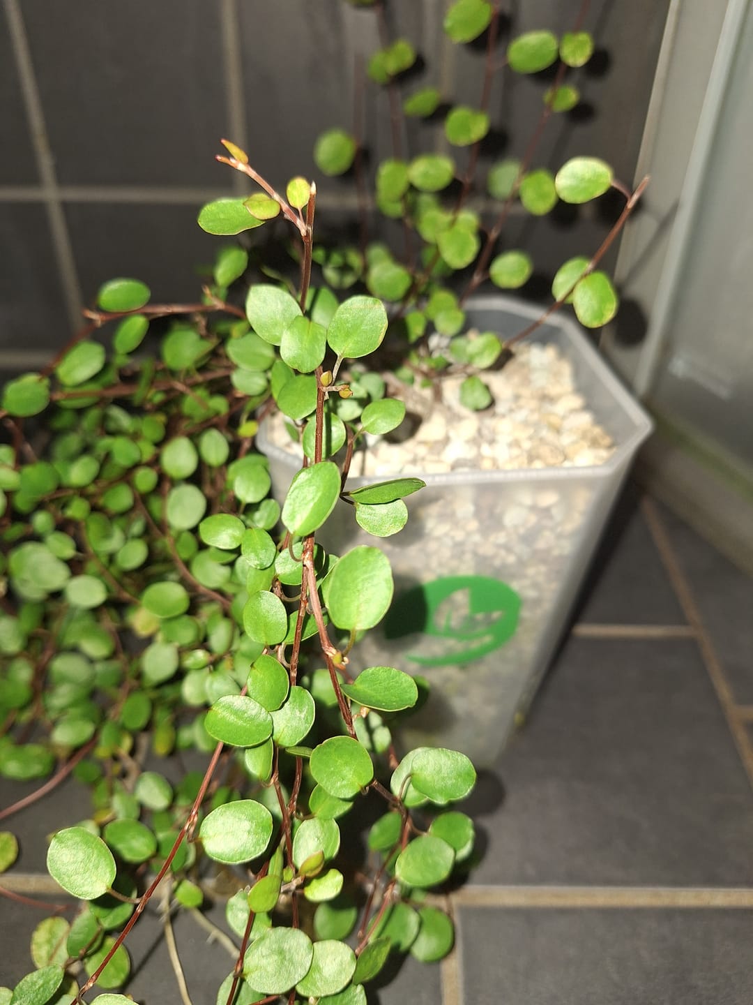 Customer photo review of Square Clear Plant Pots