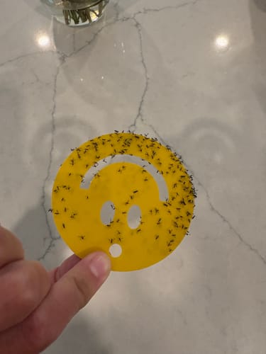 Customer photo review of Killer Smiles