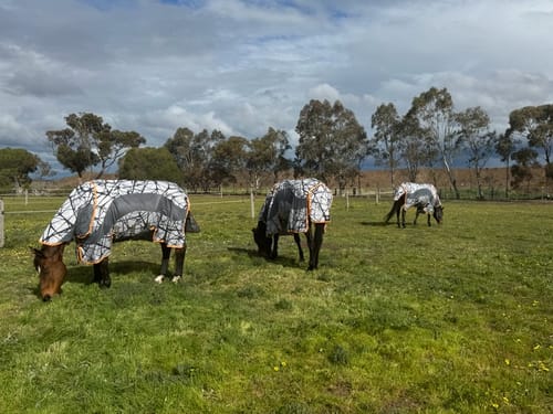 Michelle W. review of Horseware Amigo 3-in-1 CamoFly image 1 out of 4