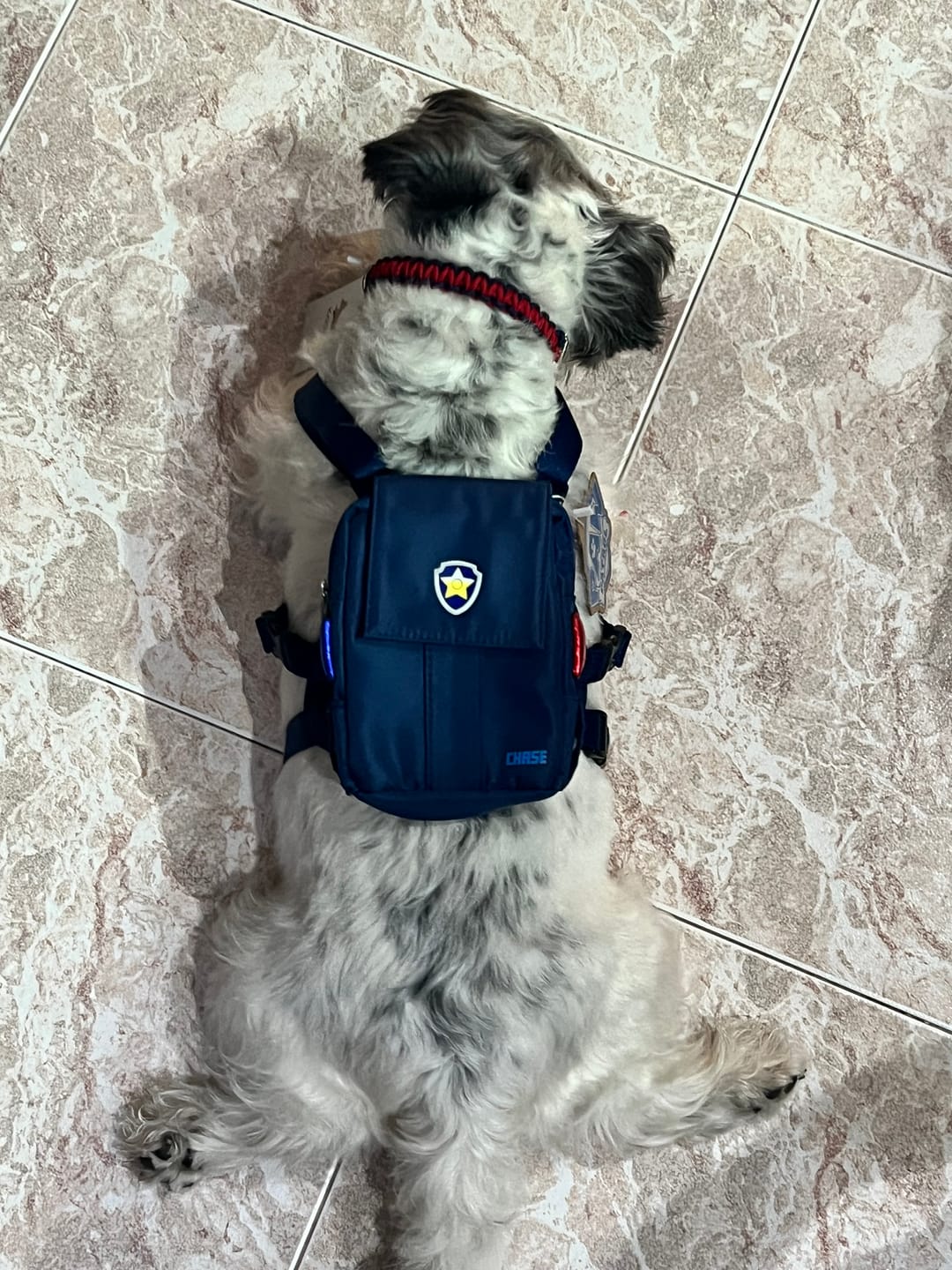 Customer photo review of Dog Backpack (Chase)