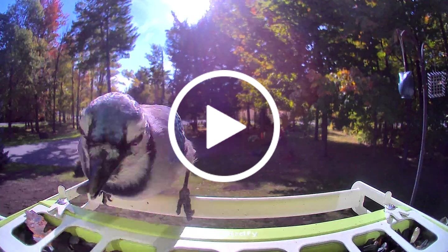 Customer video review of Birdfy Feeder Metal - Smart Metal Feeder with Camera