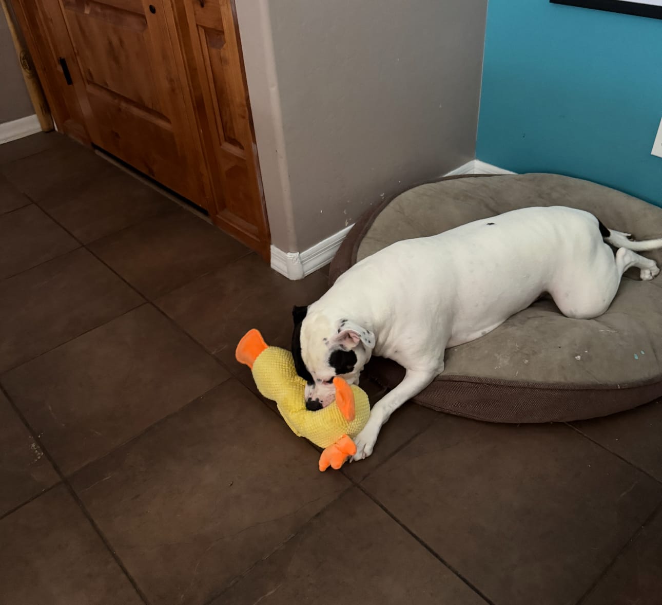 Customer photo review of Calming Duck