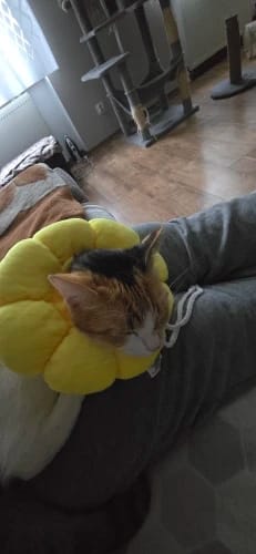 Customer photo review of Floofy