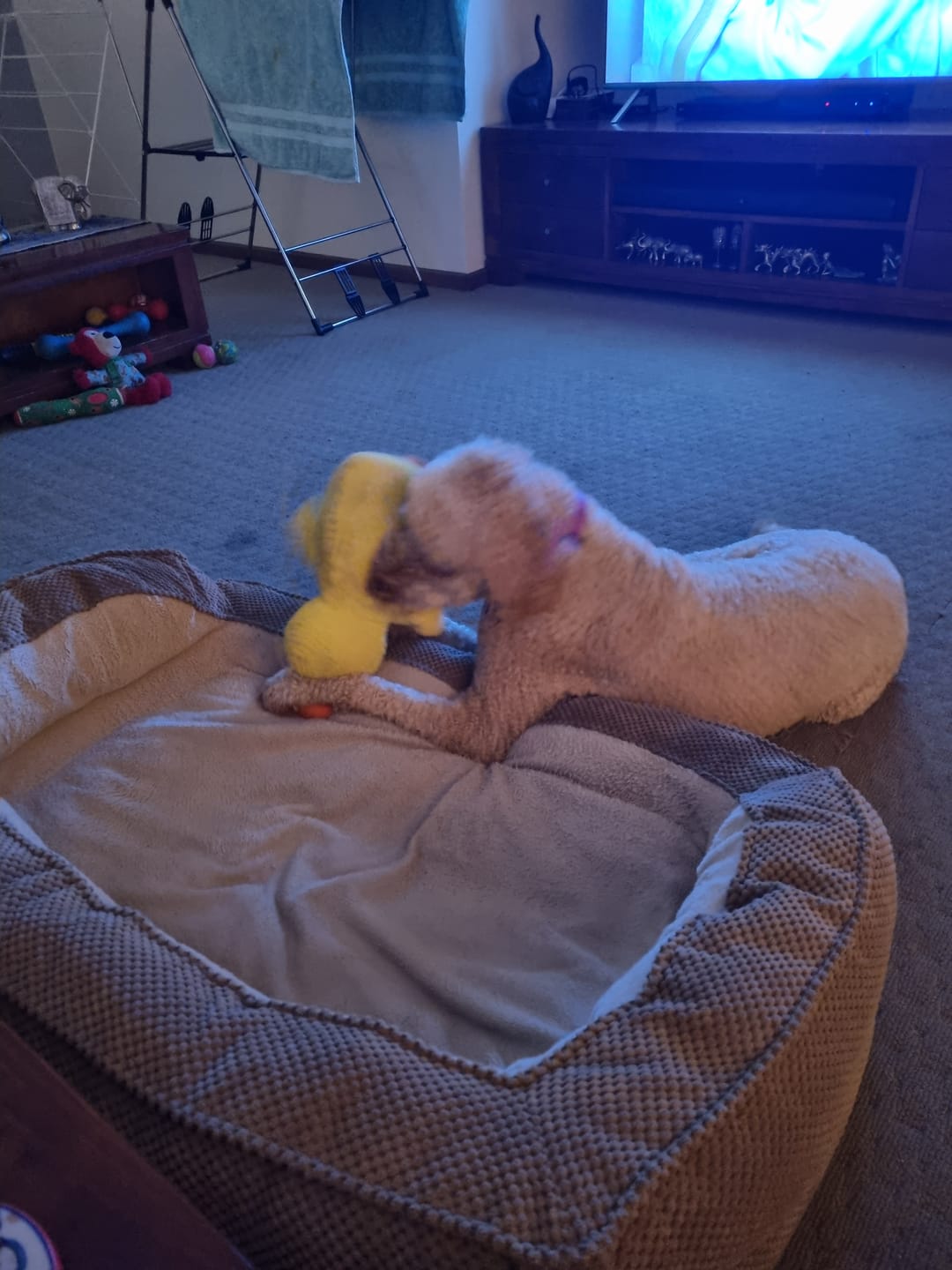 Customer photo review of Calming Duck